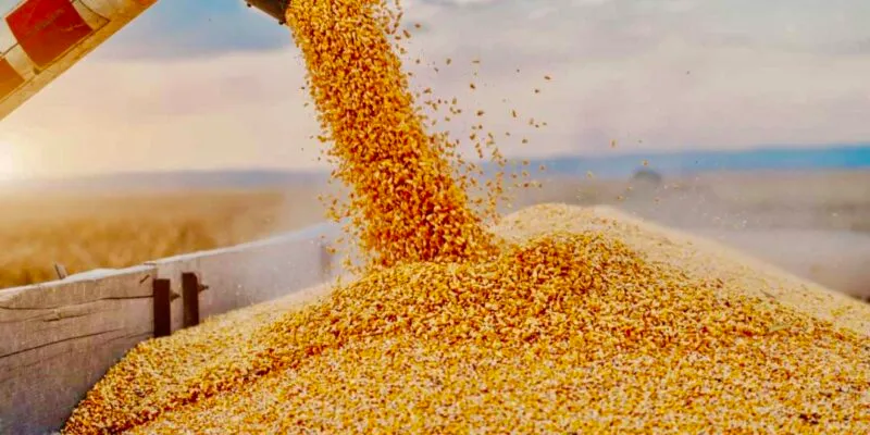 Inside Zambia's Wheat Import Regime: Permits, Duty Suspensions and the Food-Security Trade-Off