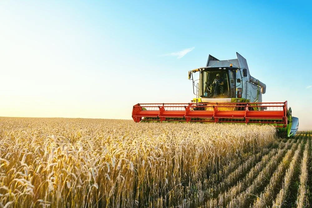 wheat+picture