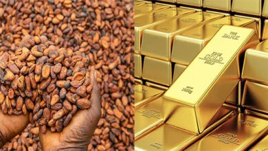 Ghana's Two Pillars of Export: GoldBod Pauses Gold Exports and a New Legal Era for Cocoa